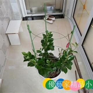 室內爬藤植物